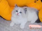 Luna - Ragdoll Kitten For Sale - Ontario, CA, US