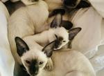 Seal and Chocolate Points - Siamese Kitten For Sale - Elmira, NY, US