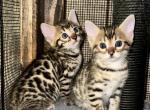 Majestic Bengal Males Stella Litter - Bengal Kitten For Sale - AR, US