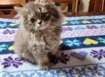 Miss Dasiy selkirk straight female - Selkirk Rex Kitten For Sale - Iva, SC, US