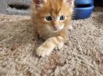 Orange male maine coon kitten - Maine Coon Kitten For Sale - Easton, PA, US