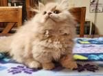 Tinny Brewster the munchkin kitten - Munchkin Kitten For Sale - 