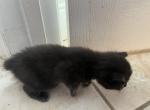 Full munchkin rug hugger kittens - Munchkin Kitten For Sale - Kissimmee, FL, US