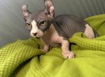 Dwelf Tina - Bambino Kitten For Sale