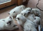 Seal and Blue Points - Ragdoll Kitten For Sale - WA, US