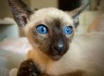 Elfelis XVI - Siamese Kitten For Sale - Elmira, NY, US