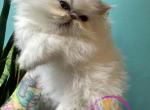 Luke - Persian Kitten For Sale - PA, US