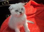 Leo - Scottish Fold Kitten For Sale - Brooklyn, NY, US