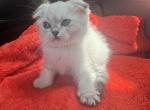 Lina - Scottish Fold Kitten For Sale - Brooklyn, NY, US