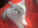 Kira - Scottish Straight Kitten For Sale - Brooklyn, NY, US