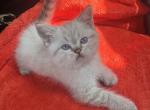 Teo - Scottish Straight Kitten For Sale - Brooklyn, NY, US