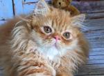 Flint - Persian Kitten For Sale - Brooklyn, NY, US