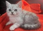 Eva - Scottish Straight Kitten For Sale - Brooklyn, NY, US