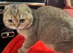 Leon - Scottish Fold Kitten For Sale - Brooklyn, NY, US