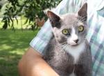 Russian Blue Mix - Russian Blue Kitten For Sale - Emory, TX, US