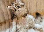 Gorgeous Persian Ragdoll Male Kitten - Ragdoll Kitten For Sale - VA, US