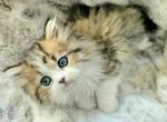 Golden Blonde Boy Chinchilla Persian Ragdoll - Persian Kitten For Sale - VA, US