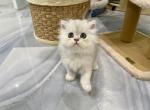 Silver Bella - Scottish Straight Kitten For Sale - Great Falls, VA, US