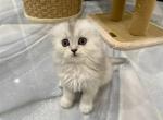 Little Lily - Scottish Fold Kitten For Sale - Great Falls, VA, US