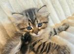 PRECIOUS GOLDEN BABY BOY 5 - Ragdoll Kitten For Sale - 