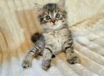 PRECIOUS GOLDEN BOY 4 - Ragdoll Kitten For Sale - VA, US