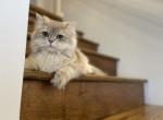 Queezy - British Shorthair Kitten For Sale - 