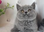 Bahara - British Shorthair Kitten For Sale - Los Angeles, CA, US