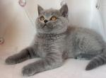 Bahir - British Shorthair Kitten For Sale - Los Angeles, CA, US