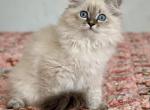 Blue tabby point Mila - Siberian Kitten For Sale - Virginia Beach, VA, US