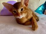 Sweet cinnamon boy - Abyssinian Kitten For Sale - Spring Hill, FL, US