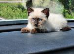 Belle - Ragdoll Kitten For Sale - Desloge, MO, US