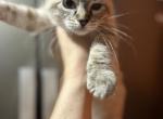 Bell - Ragdoll Kitten For Sale - Desloge, MO, US