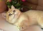 Female golden shaded - British Shorthair Kitten For Sale - 