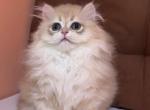 Eileen - British Shorthair Kitten For Sale - 