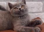 Bahir - British Shorthair Kitten For Sale - 