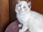 TICA male Bicolor Ragdoll Kitten - Ragdoll Kitten For Sale - 