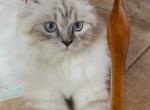 Persian Ragdolls Charlotte and Sebastian - Persian Kitten For Sale - Baton Rouge, LA, US