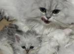 Gulfishan dolls - Persian Kitten For Sale - Lincolnwood, IL, US