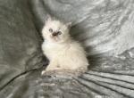 Jean Pier - Ragdoll Kitten For Sale - Los Angeles, CA, US