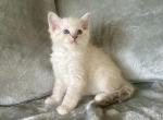 Snuggles - Ragdoll Kitten For Sale - Los Angeles, CA, US