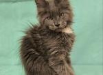 Vivaldi - Maine Coon Kitten For Sale - Hollywood, FL, US