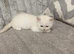 Leo - Ragdoll Kitten For Sale - Dearborn, MI, US