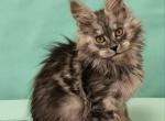 Valencia - Maine Coon Kitten For Sale - 