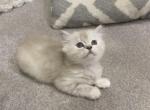 Lucy - Ragdoll Kitten For Sale - Dearborn, MI, US