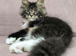 Archi - Maine Coon Kitten For Sale - Miami, FL, US