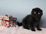 Patrick - Scottish Fold Kitten For Sale - Pembroke Pines, FL, US