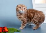 Odelina - Scottish Fold Kitten For Sale - Pembroke Pines, FL, US