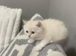 Milo - Ragdoll Kitten For Sale - Dearborn, MI, US