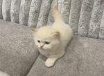 Lily - Ragdoll Kitten For Sale - Dearborn, MI, US