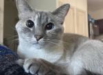 Lucy - Siamese Cat For Adoption - Englewood, CO, US